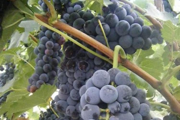 葡萄树施什么肥最好