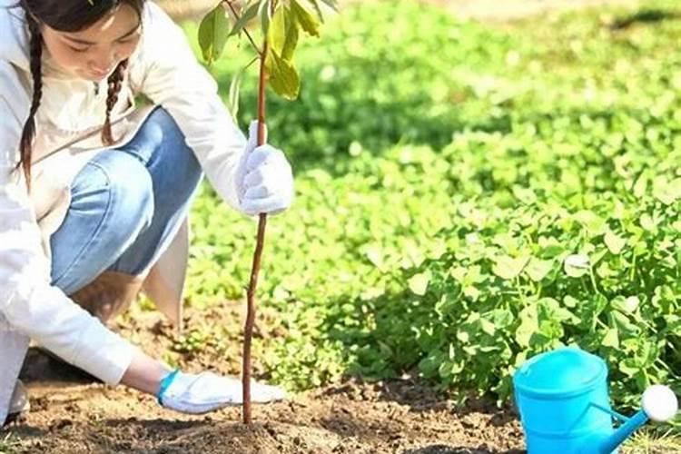 新种的树苗什么时候可以施肥