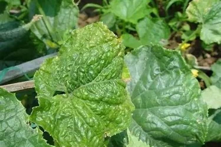 黄瓜叶边缘发黄怎么办
