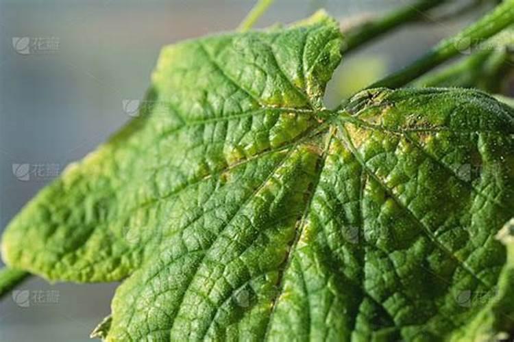 请问黄瓜叶小出现大头瓜是什么原因？