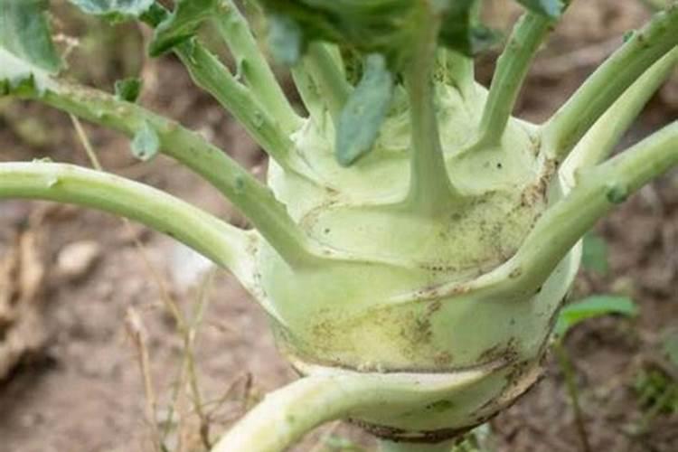 芥菜什么时候移栽最好