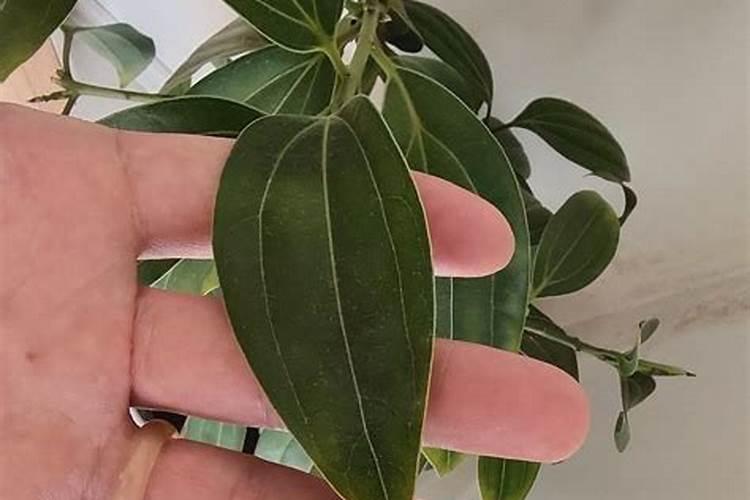 平安树叶子粗糙(平安树叶子有干纹)