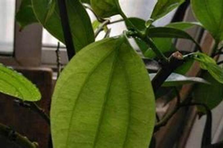 盆栽平安树叶子枯萎了怎么救活