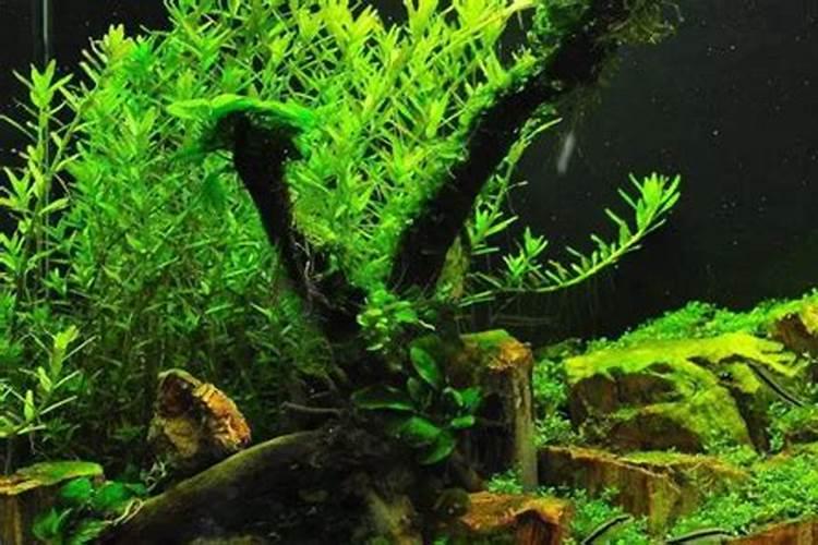 海草生长在哪里