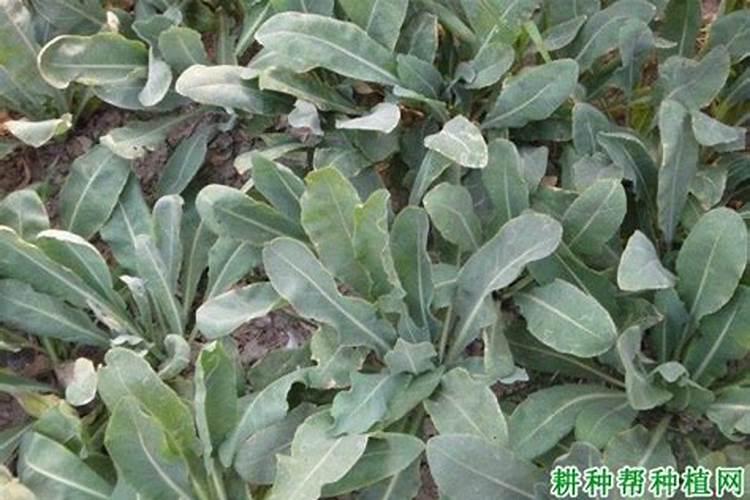 板蓝根种植技术是什么