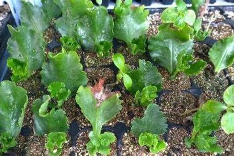 长寿花如何施肥 长寿花怎么施肥