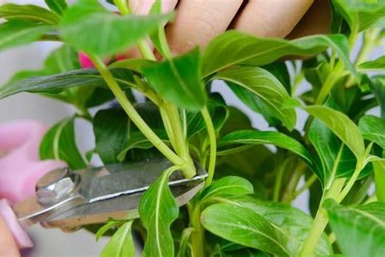 绣球花开花过后养护方法很重要,做好后来年开花更多,如何养呢？