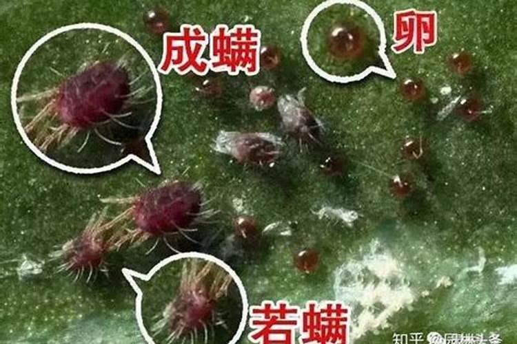 天然钾肥有哪些