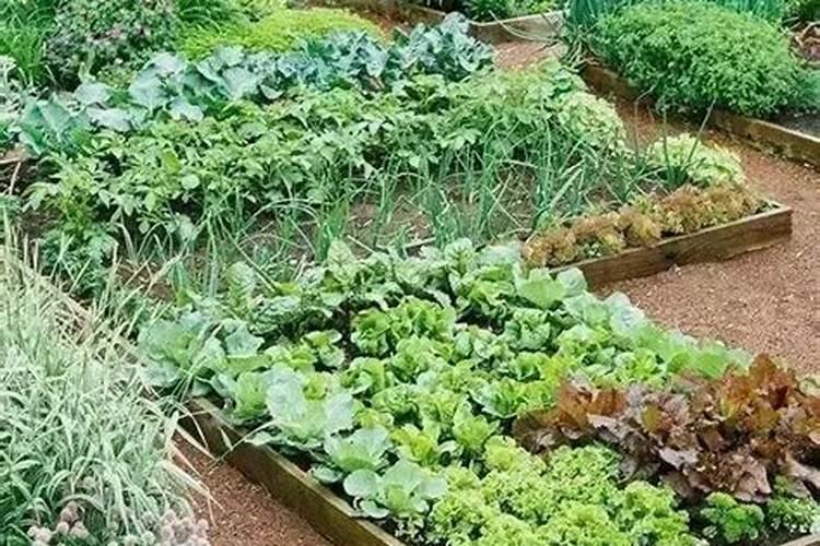 磷肥种菜的使用方法