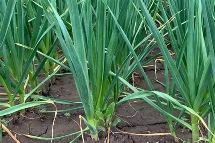 蒜苗顶部发黄干了这样用什么药为好？