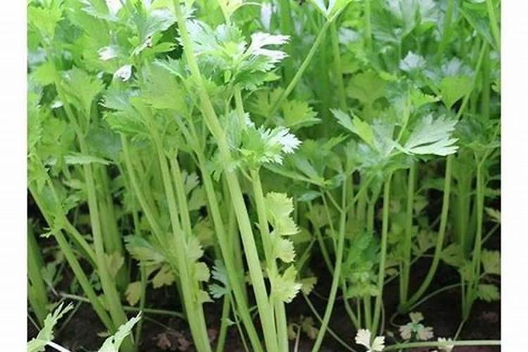 芹菜能不能用氯化钾肥料 怎么施肥效果好