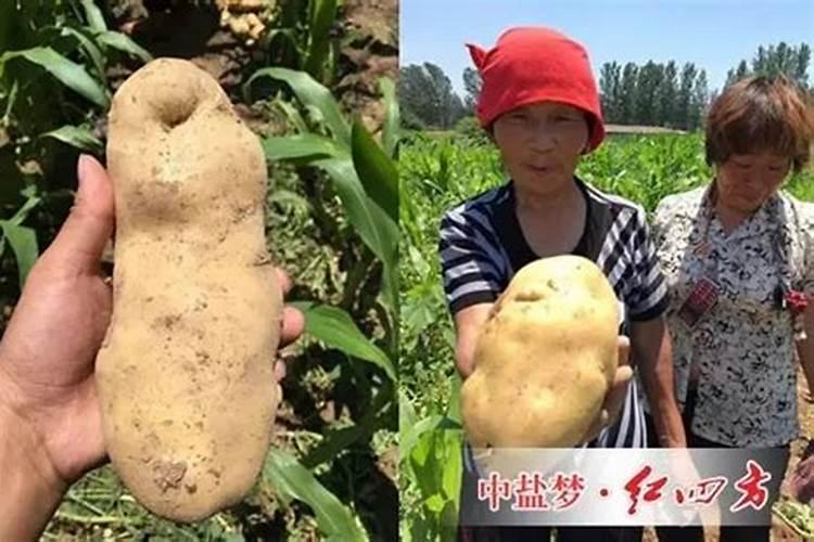 硫酸钾能用于土豆基肥吗？如果可以每亩用量是多少？不可以的话用什么肥料...