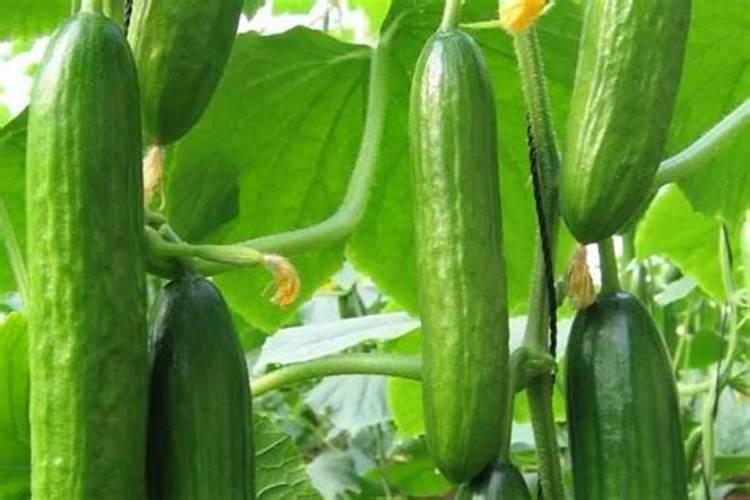 黄瓜结果了还要施肥吗