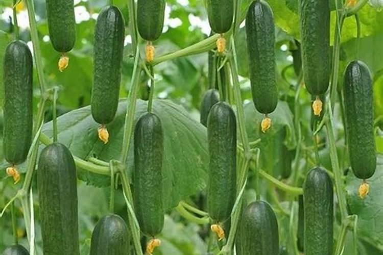 黄瓜能用尿素追肥吗 黄瓜叶片发黄是什么病
