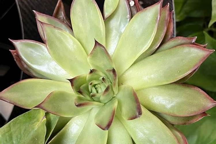 关于果肉叶子枯萎的问题？