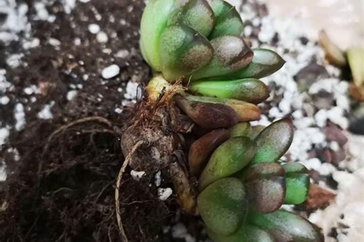 多肉植物施什么肥好