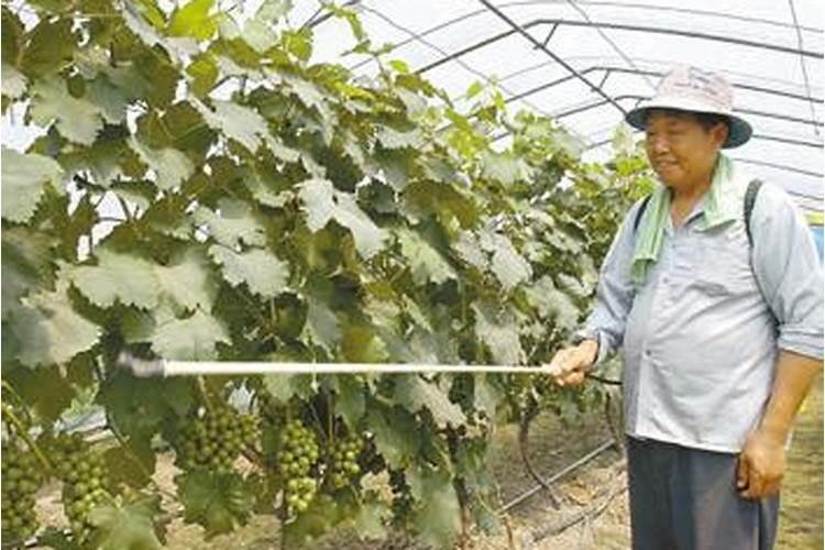 两斤叶面肥打几桶水