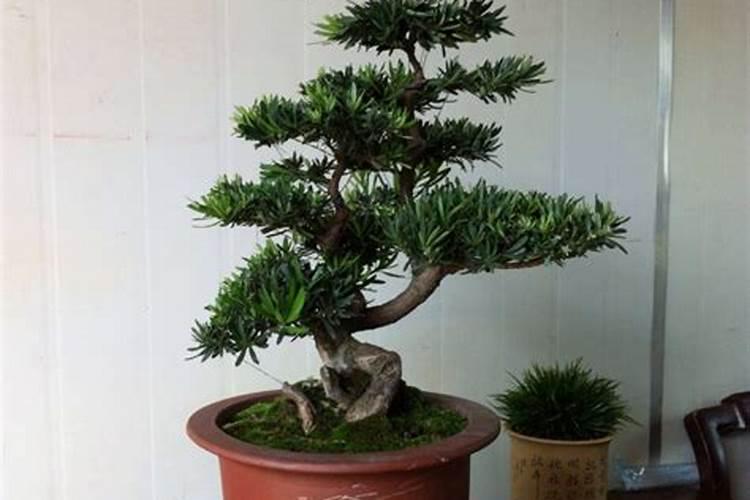 罗汉松开花有什么说法么