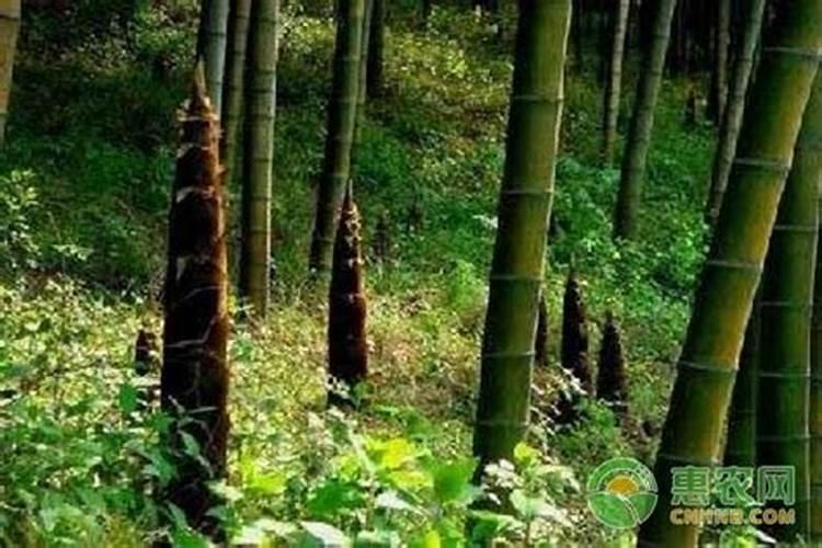 怎样才能管理好毛竹