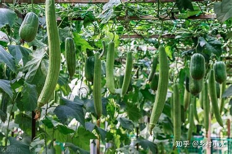 广东丝瓜刚刚结瓜施什么肥好