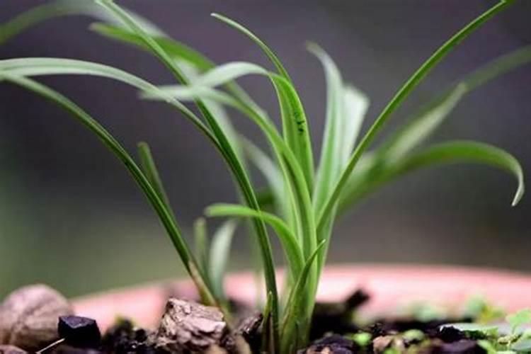 冬季如何养兰花越冬更安全