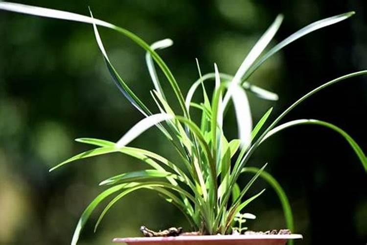 保养弱兰苗有哪些注意事项？