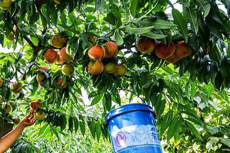 桃子喂什么肥料增甜