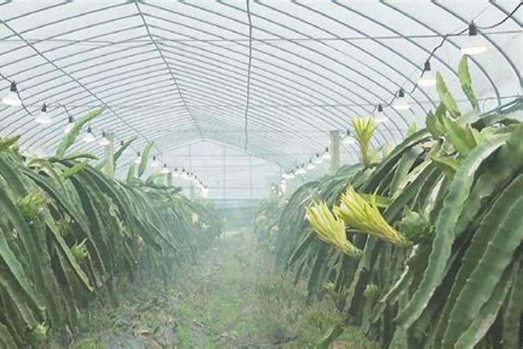 火龙果浇什么肥好？用叶面肥可以吗