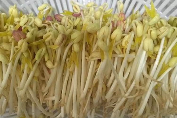 绿叶植物用什么肥料