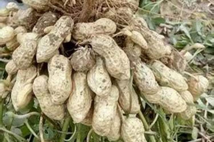 花生收货前多久追肥