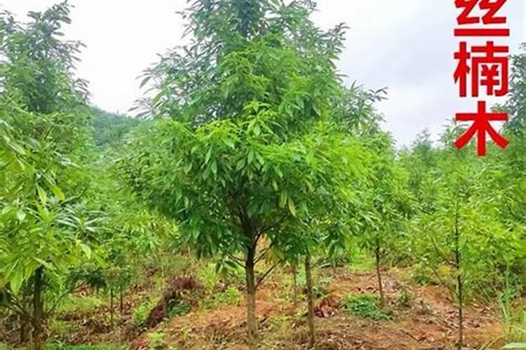 金丝楠苗木种植技术和管理经验 ？