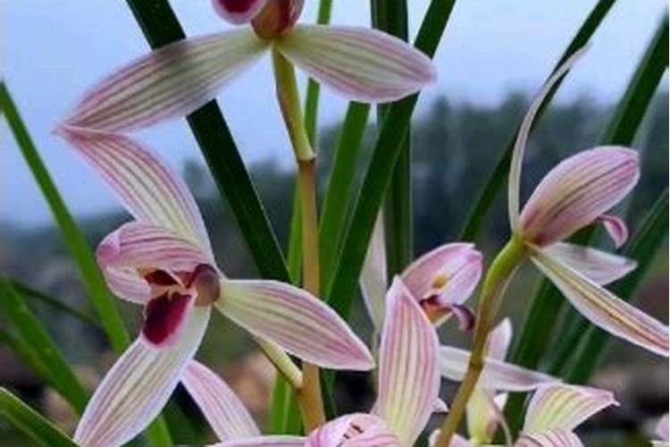 卷瓣兰的盆栽怎么养