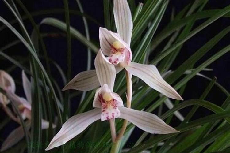 这是什么品种的兰花？