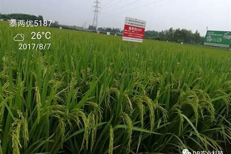 二铵和复合肥哪个肥效好