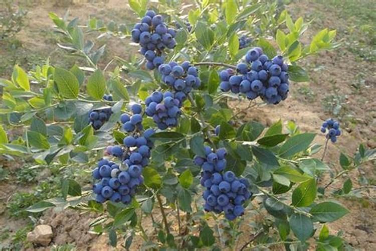 板蓝根如何施肥才能提高产量