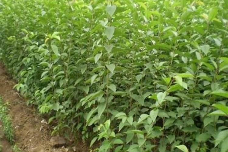 茶叶施磷肥选什么肥