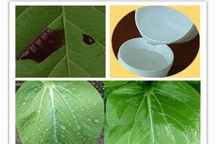 硅肥在果树上如何施用