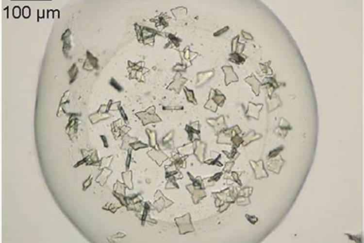 鱼缸壁上突然出现了好多一团一团的白点,是怎么回事呢？