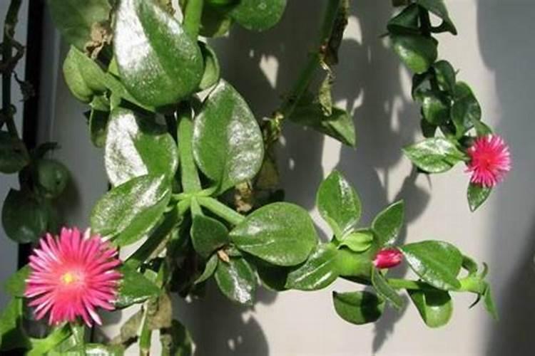 植物施肥用什么肥料好;家庭养花十大最好花肥