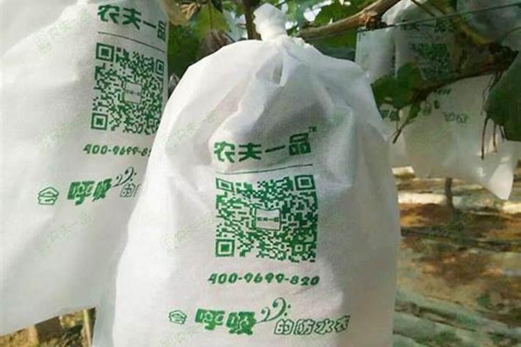 芒果套袋的最佳时间是什么时候？