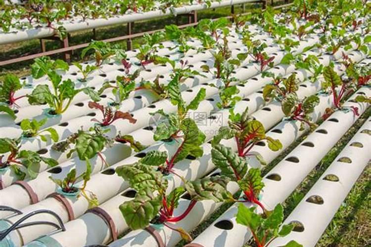 龟背竹换盆后多久浇水 龟背竹换盆后需等多久才能浇水