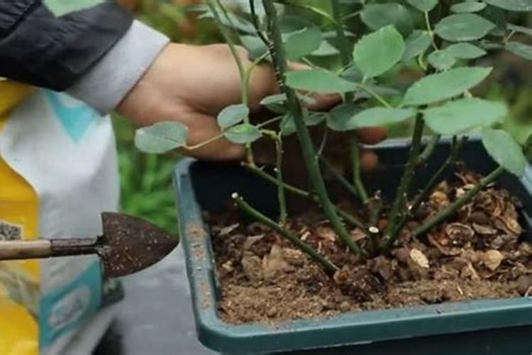 盆栽月季花什么时候施肥最合适