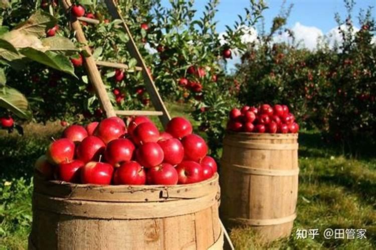 钾肥是稳产关键,但是不合理补钾却造成肥害!