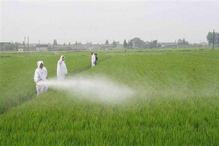 猕猴桃什么时间施叶面肥好猕猴桃施肥时间和方法