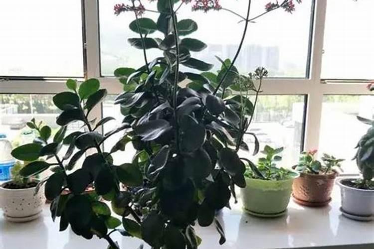 长寿花施肥方法