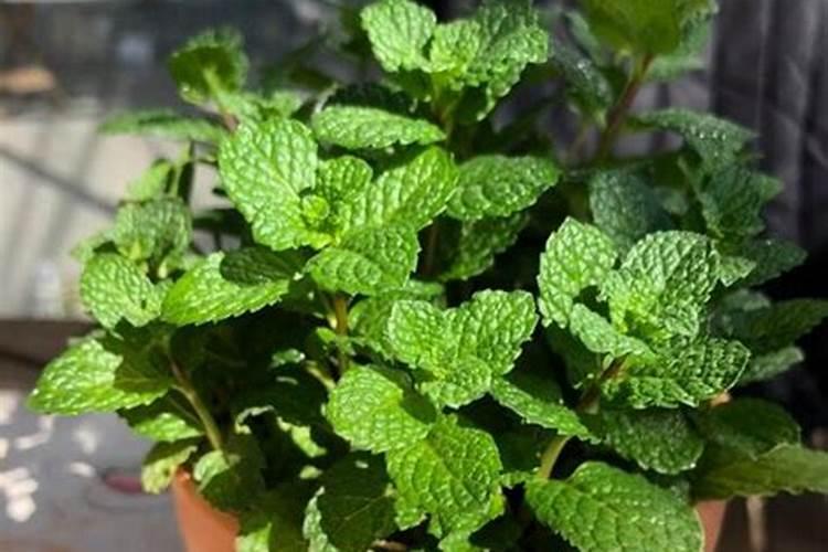 薄荷种植前景及亩产效益分析