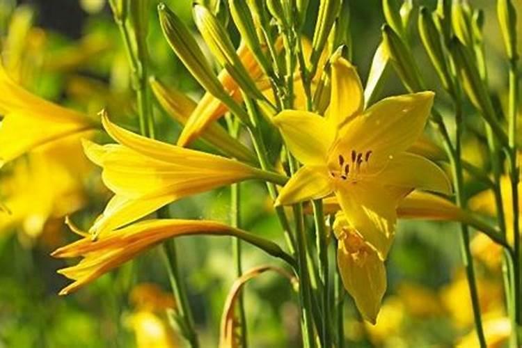 黄花菜正确施肥方法