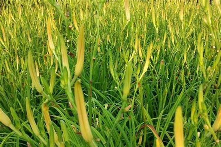 黄花菜为什么不开花