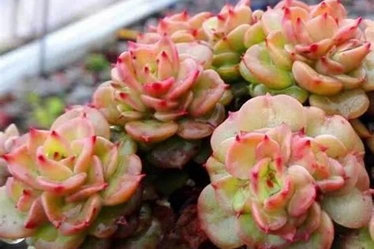 多肉怎么控养出状态