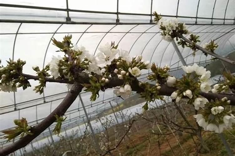 巨峰葡萄喷施什么叶面肥能提高坐果率？